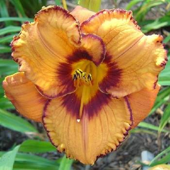 Лилейник Hemerocallis ‘San Luis Halloween’ 